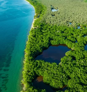 mangrove forests